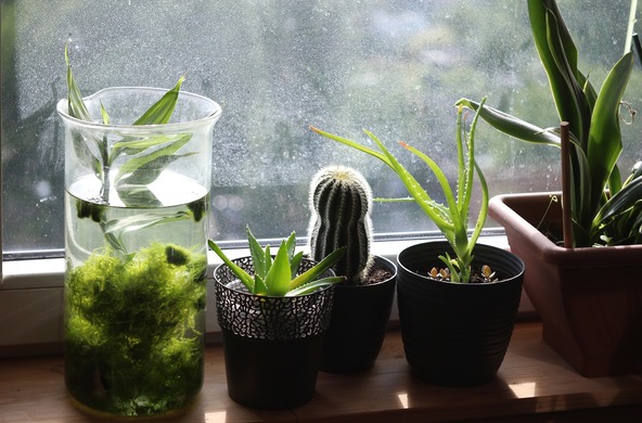 Выращивание комнатных растений