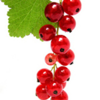 blogberry fields