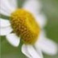 camomile