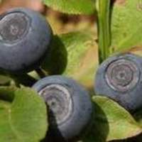 komsomolika