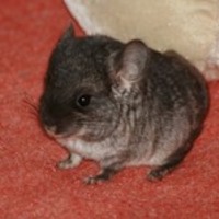 Bijoux