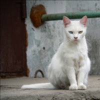 masilisa