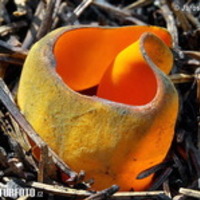 kolops