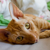 sleepy_fly