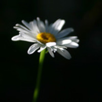Jull_joy
