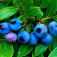 blueberry_workshop