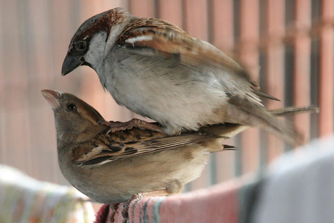 Неестественный отбор