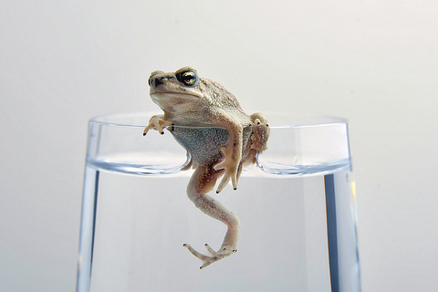 Лягушка и графен Лягушка и графен