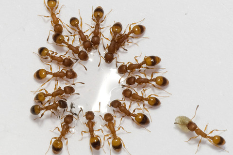 Альтруизм и суперорганизм