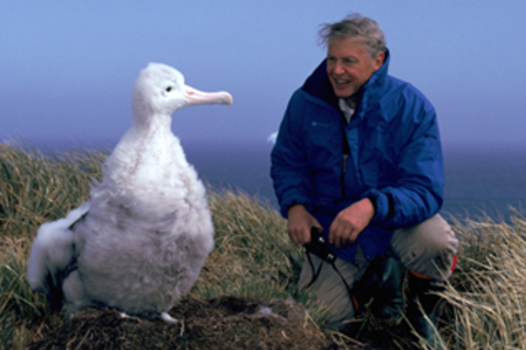 *Дэвид Аттенборо:* натуралист, рыцарь и начальник BBC *Дэвид Аттенборо:* натуралист, рыцарь и начальник BBC