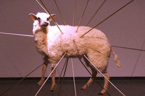 Когда *вырастят искусственную печень* и при чем тут овечка Долли?