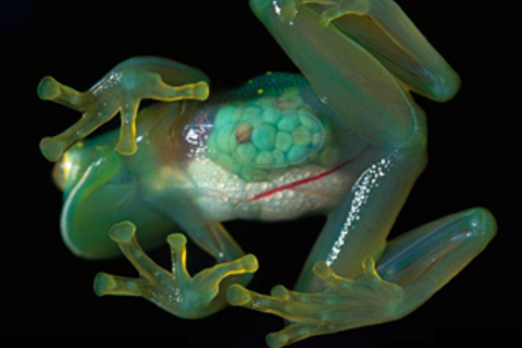 8 научно-популярных книг *по биологии и генетике*