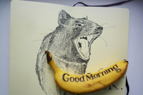 Studio Banana TV: *архитектура, визуальные искусства и глобализация*