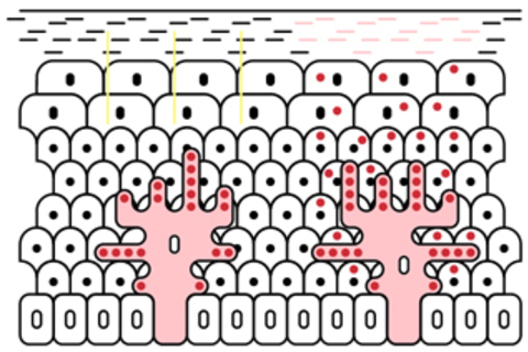 *Как получается загар* и почему ганцы медленно сгорают?