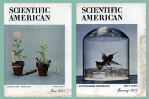 Обзор блогов Scientific American: *биоритмы, кальмары и метанаука*