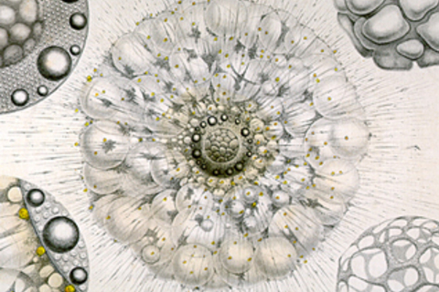 5 уроков с TED-ed: *тайная жизнь планктона, история франчайзинга и вирусное видео*