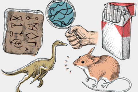 Новые научные открытия: *расшифровка письменности, пернатые динозавры и электрические бактерии*