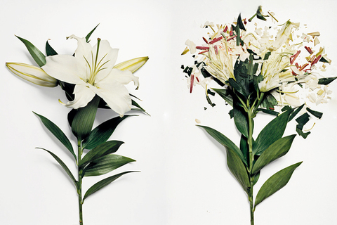 «Я не торгую бессмертием, а хочу, чтобы люди меньше болели»: Обри ди Грей о том, как предотвратить старость