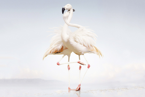 Моногамия от природы: *как генетика и биохимия влияют на привязанность*