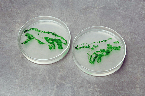 Монтаж ДНК: *как лечить болезни, корректируя настройки генов*