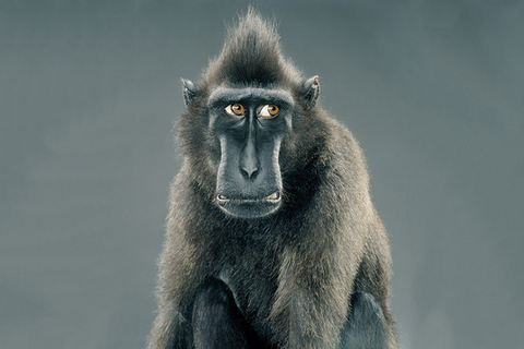 Мемы высших обезьян: *физик Дэвид Дойч о загадках эволюции творческого мышления*