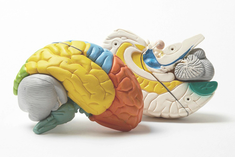 Дик Свааб: «Мы — это наш мозг»