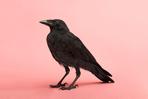 Плохая примета: *как возникли суеверия и что они означали на самом деле*