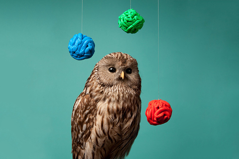 Бегство с планеты обезьян: *зачем животным мыслить по-человечески* Бегство с планеты обезьян: *зачем животным мыслить по-человечески*