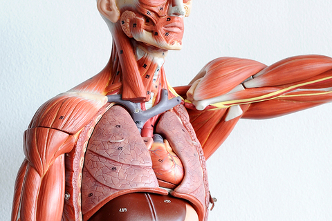 Слушай свое сердце: *как телесные ощущения влияют на наши эмоции*