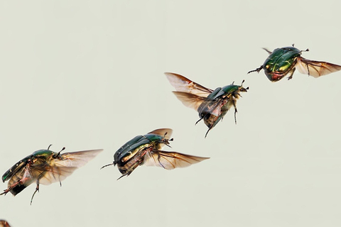 Сергей Ижевский: «Чужеземные жуки — званые и незваные гости»