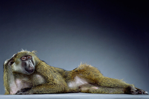 Вечный спор: *эволюционный биолог о моногамии и полигамии у мужчин и женщин* Вечный спор: *эволюционный биолог о моногамии и полигамии у мужчин и женщин*