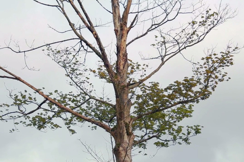 Леса Англии и поезда Карелии: *8 мест на планете, которые можно послушать*