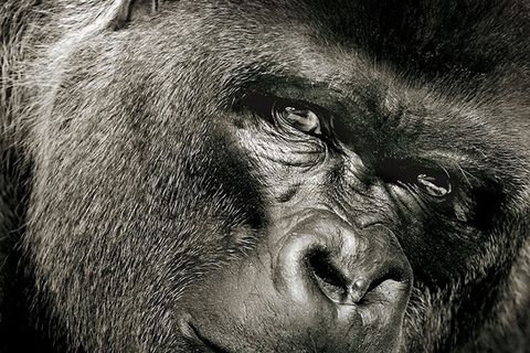 «Грязный Джек, дай пить!»: *как ученые научили обезьян говорить и что это значит для науки*