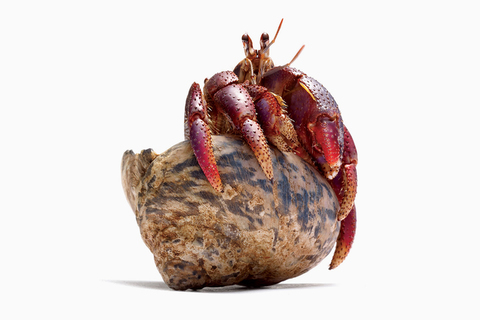 Бульон, пицца и майонез: новейшие идеи ученых о происхождении жизни на Земле