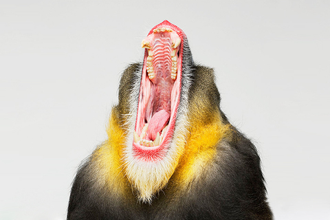 Почему мы любим истории: *три эволюционные причины развития сторителлинга* Почему мы любим истории: *три эволюционные причины развития сторителлинга*