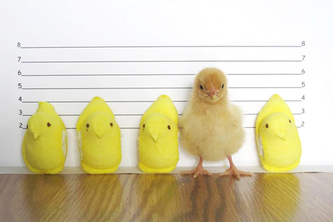 Быстрое чтение: *почему нельзя доверять свидетельским показаниям* Быстрое чтение: *почему нельзя доверять свидетельским показаниям*