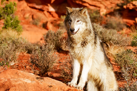 Дорога домой: как собаки помогли нашим предкам стать людьми