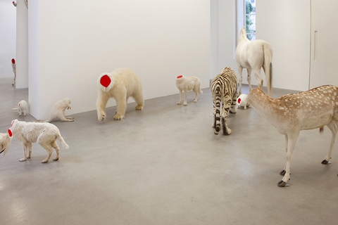 Дикое кладбище: *что знают о смерти животные* Дикое кладбище: *что знают о смерти животные*