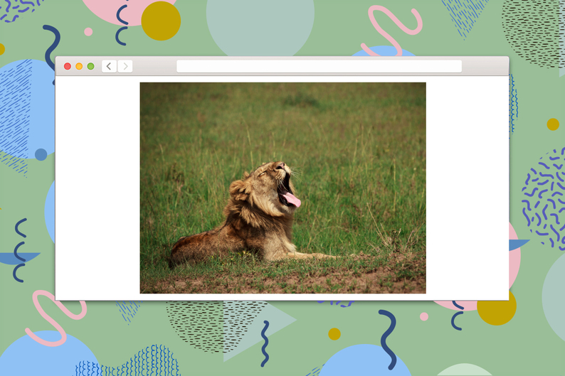 Проверка T&P: угадайте животное по звуку, которое оно издает