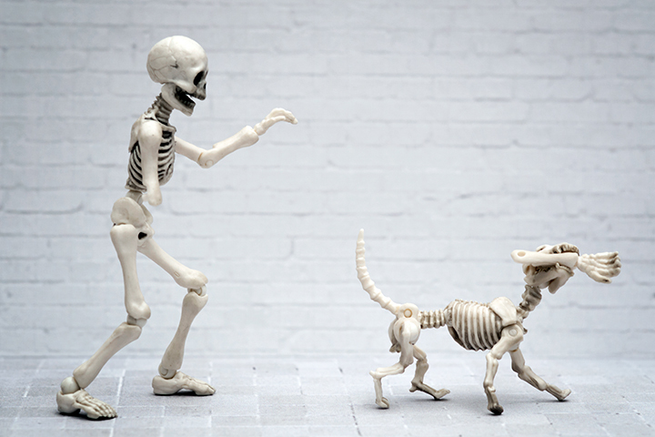 «Людям удобно считать, что животные существуют в жесткой иерархии»: интервью с философом Венсиан Депре «Людям удобно считать, что животные существуют в жесткой иерархии»: интервью с философом Венсиан Депре