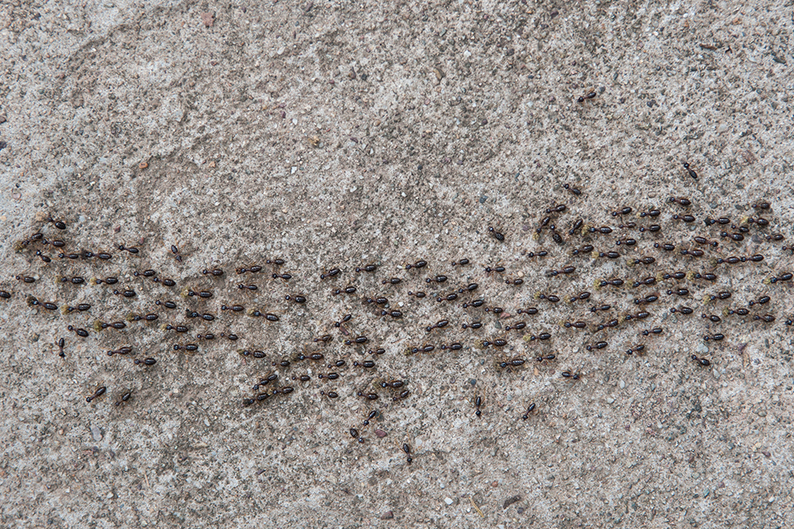 Вопрос на T&P: есть ли у животных свои соцсети и что общего у интернета с муравейником?