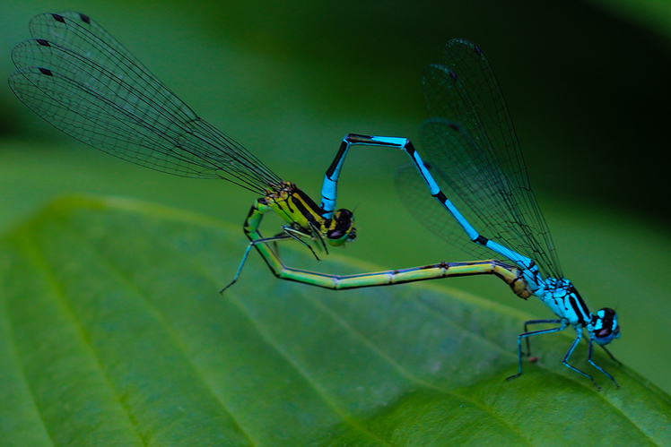 Оливия Джадсон: «Каждой твари по паре: секс в животном мире»