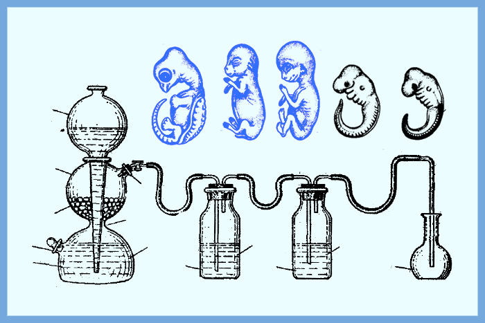 Кембридж в Старом Петергофе: как в СССР развивали эмбриологию и связи с западными учеными