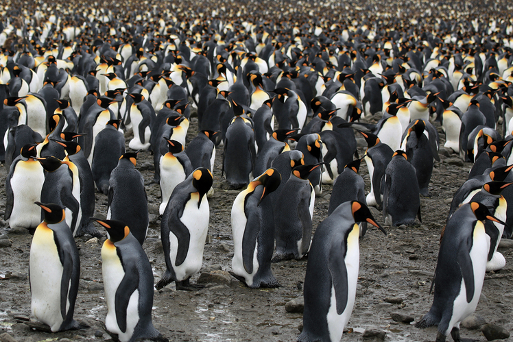 Дмитрий Кнорре: «Краудсорсинг в биологии»