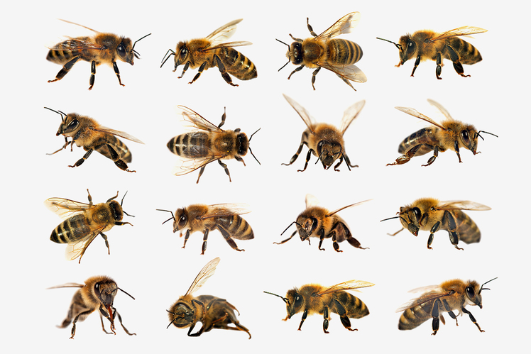 Петр Сохa: «Пчелиный рай: пчелы в истории человечества»