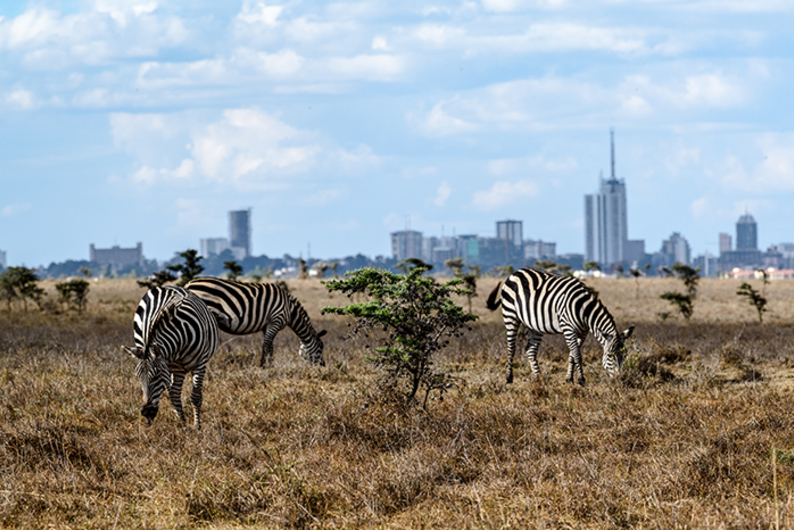 «Всегда уступай дорогу матату»: правила жизни в столице Кении 