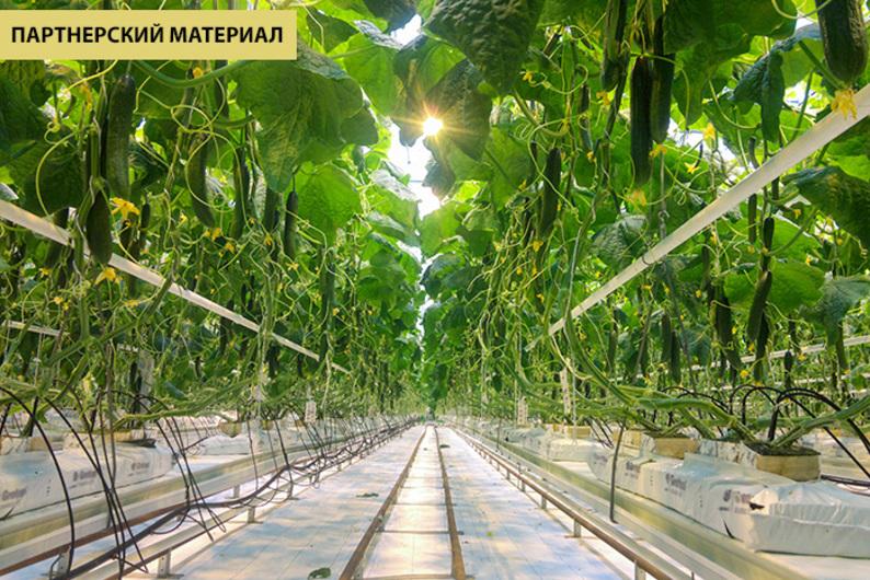 Пища будущего: как спасти человечество от голода и ожирения одновременно