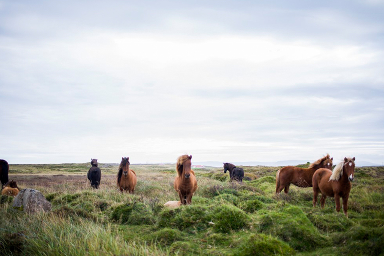 Оксана Тимофеева: «Есть ли у животных история» Оксана Тимофеева: «Есть ли у животных история»