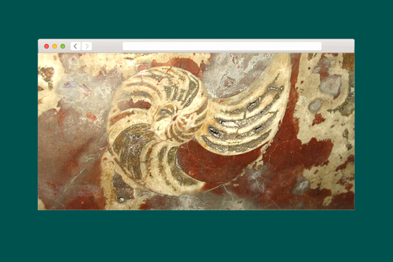 Находка T&P: проект об окаменелостях в стенах московского метро Находка T&P: проект об окаменелостях в стенах московского метро