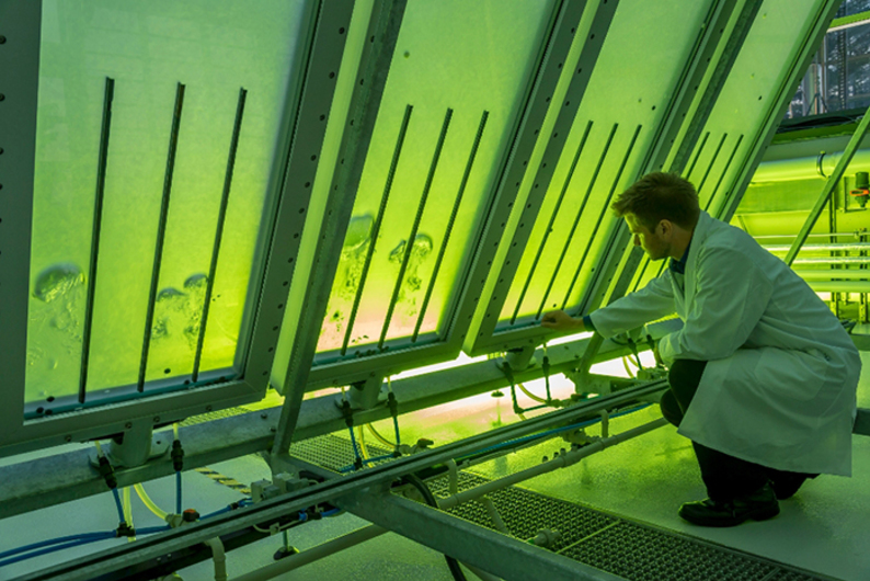 Самолеты на водорослях и пакеты из свеклы: зачем нам нужно биотопливо